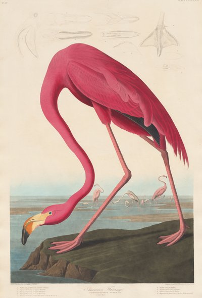 Fenicottero Americano, 1838 da John James Audubon